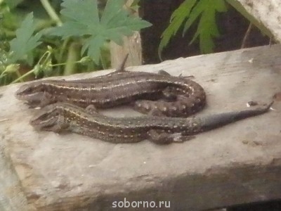 Добрые картинки - P6300635.JPG