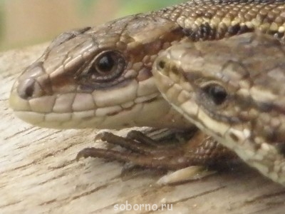 Добрые картинки - P6300650.JPG