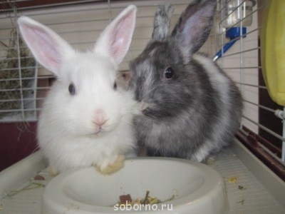 Продам декоративных кроликов в добрые руки - КРОЛЫ 033.JPG