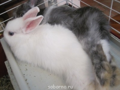 Продам декоративных кроликов в добрые руки - я 056.JPG