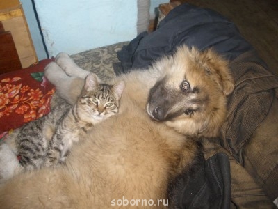 Наши верные друзья - собаки - P1073089.JPG