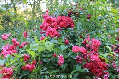 Каждая погода - благодать... - image.jpg