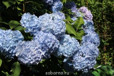 Каждая погода - благодать... - image.jpg