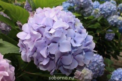 Каждая погода - благодать... - image.jpg