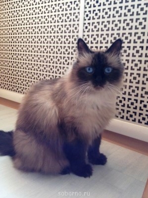 Кошки - очарование МОЁ - блансиш.JPG