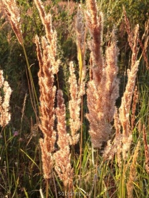 Наши цветы. В саду - ifon 032.jpg