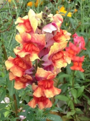 Наши цветы. В саду - ifon 080.jpg