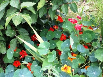 Наши цветы. В саду - ifon 081.jpg