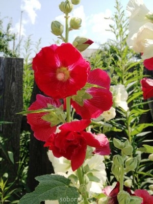 Наши цветы. В саду - IMG_0974.JPG