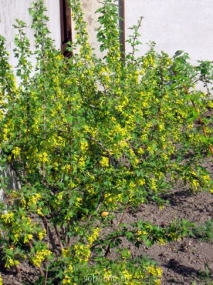 Наши цветы. В саду - IMG_2905.jpg