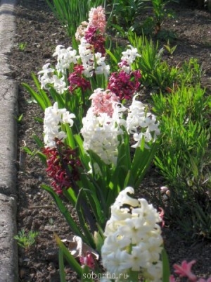 Наши цветы. В саду - IMG_2913.jpg