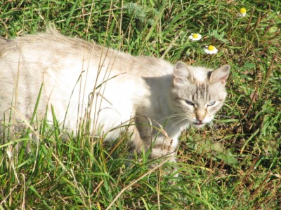 Кошки - очарование МОЁ - IMG_0376[1].jpg