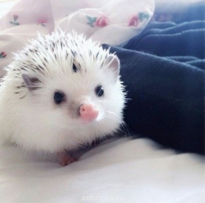 Они такие забавные смешные фото и видео  - image.jpg