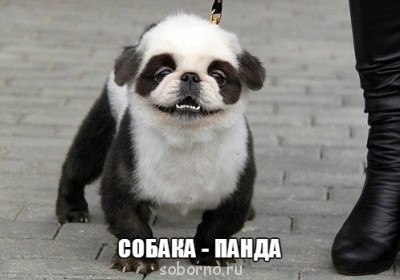 Наши верные друзья - собаки - image.jpg