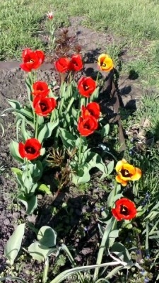 Наша дача и приусадебный участок - IMG_20140424_170923.jpg