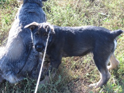 Наши верные друзья - собаки - IMG_0373[1].jpg