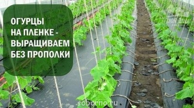 Наша дача и приусадебный участок - image.jpg