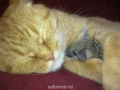 Добрые картинки - getImage (15).jpg