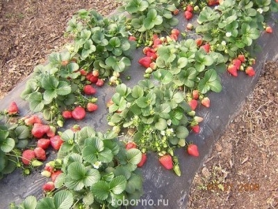 Наша дача и приусадебный участок - image.jpg