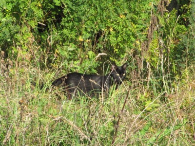 Кошки - очарование МОЁ - и кошки 030.jpg