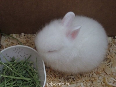 Пушистый друг кролики  - image.jpg