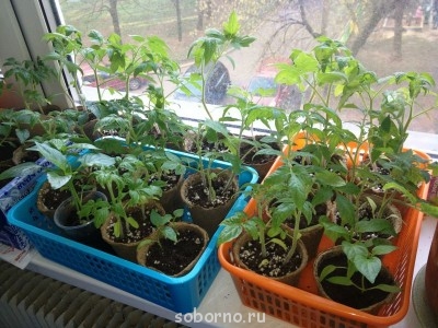 Выращиваем из семян - IMG_3121.JPG