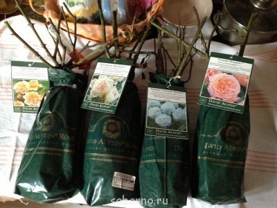 Наши цветы. В саду - IMG_3132.JPG