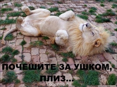 Они такие забавные смешные фото и видео  - image.jpg