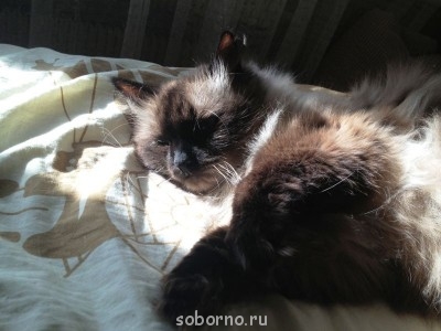 Они такие забавные смешные фото и видео  - IMG_3184.JPG