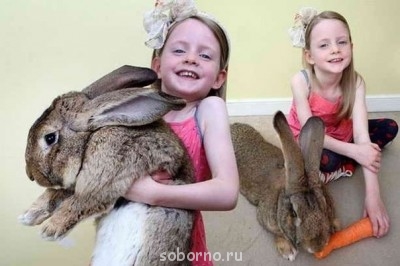 Пушистый друг кролики  - image.jpg