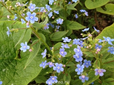 Наши цветы. В саду - бруннера.JPG