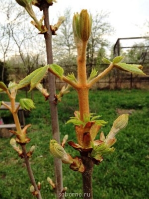 Наши цветы. В саду - каштан.JPG