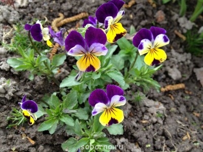 Наши цветы. В саду - гласки.JPG