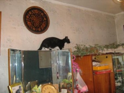 Кошки - очарование МОЁ - флешки 2696.jpg