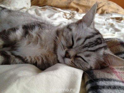 Кошки - очарование МОЁ - IMG_3240.JPG