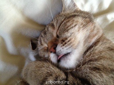 Кошки - очарование МОЁ - IMG_3242.JPG