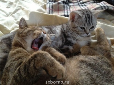 Кошки - очарование МОЁ - IMG_3245.JPG