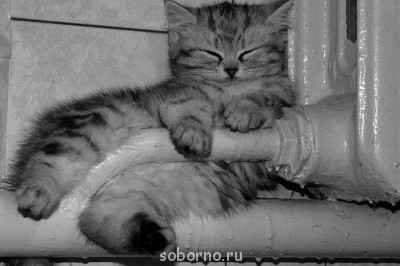 Кошки - очарование МОЁ - image.jpg