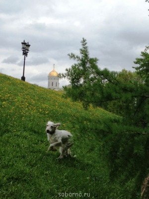 Наши верные друзья - собаки - фотография (5).JPG