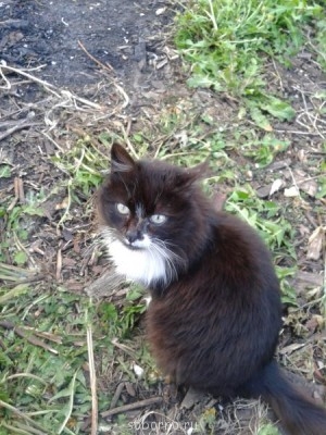 Кошки - очарование МОЁ - 20140511_193618.jpg