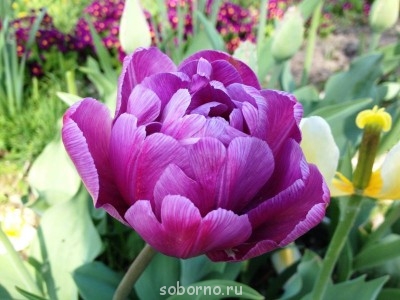 Наши цветы. В саду - IMG_3411.JPG