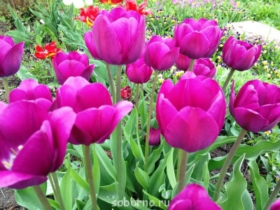 Наши цветы. В саду - IMG_3374.JPG