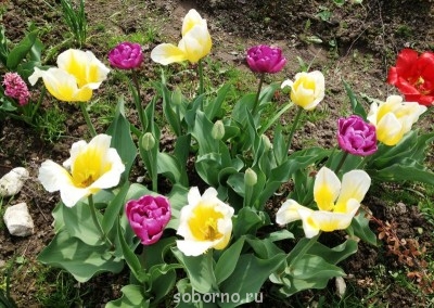 Наши цветы. В саду - IMG_3388.JPG