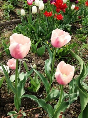 Наши цветы. В саду - IMG_3386.JPG