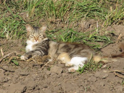 Кошки - очарование МОЁ - и кошки 044.jpg