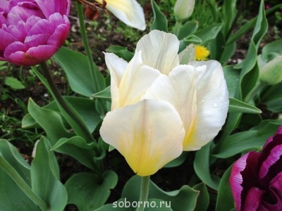 Наши цветы. В саду - IMG_3371.JPG