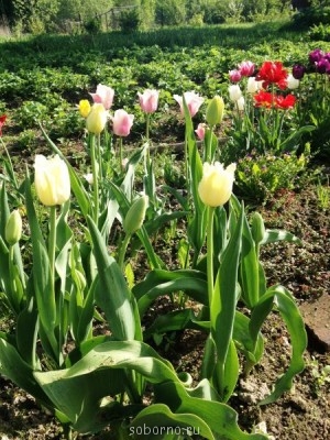 Наши цветы. В саду - IMG_3415.JPG