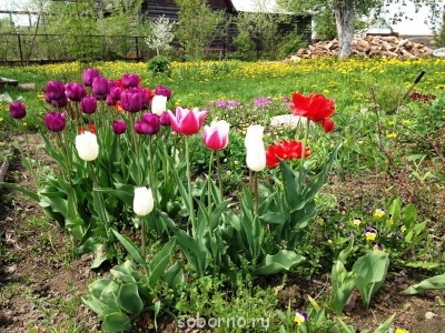 Наши цветы. В саду - IMG_3390.JPG