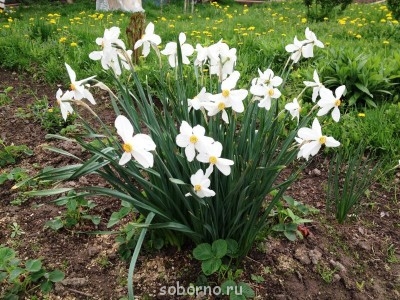 Наши цветы. В саду - IMG_3377.JPG