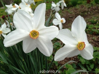 Наши цветы. В саду - IMG_3379.JPG